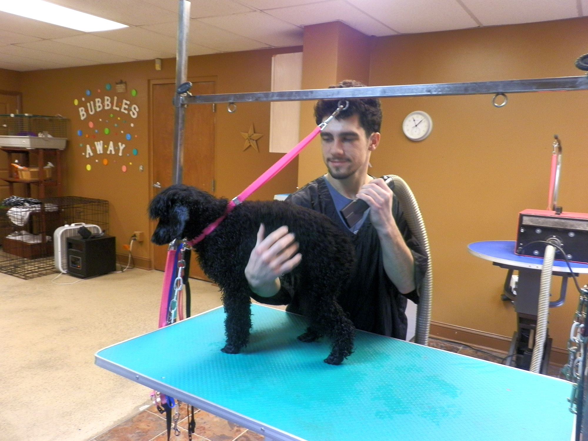 'In the last three years, STEP has been preparing me for a job,' says Alex B., above, a STEP participant shown grooming a dog. 'STEP has helped me in putting a resume together that lists the many jobs I have done. It's given me an opportunity to help out and work with other people.